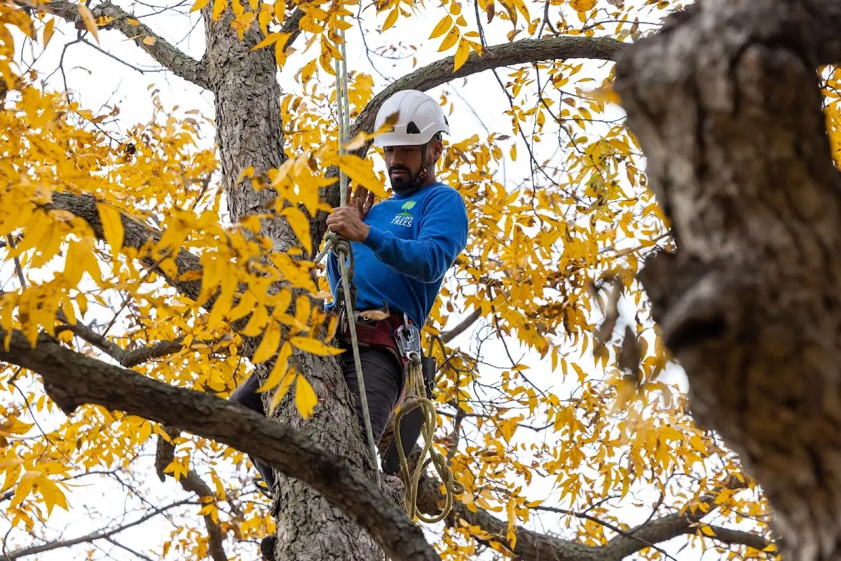 Skilled Tree Transplanting crew working in Eagle Butte