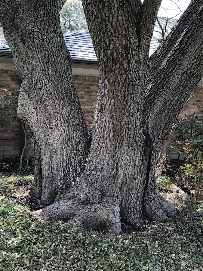Mature heritage tree close to a Eagle Butte property cared for by certified arborists